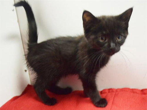 *BLACK COFFEE, a cat for adoption from Sacramento County Animal Care and Regulation