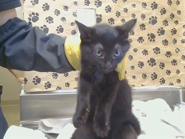 Unknown - Domestic Short Hair