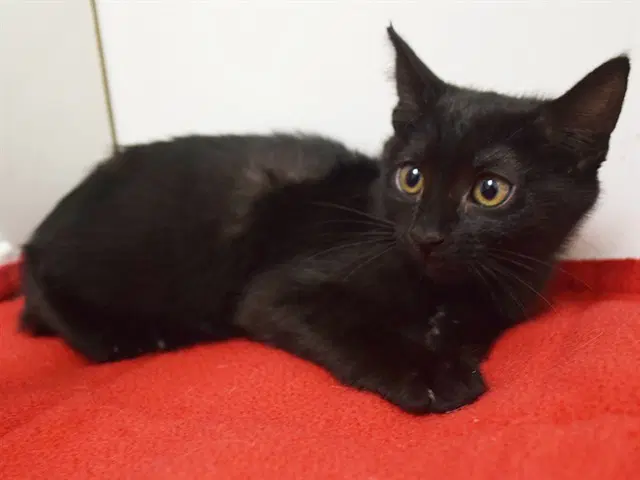 Unknown - Domestic Short Hair