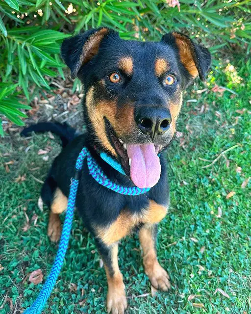 Dean Martin - German Shepherd Dog