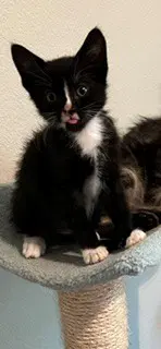 Tweety - Domestic Short Hair