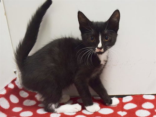 TWEETY, a cat for adoption from Sacramento County Animal Care and Regulation