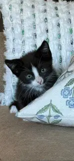 Sylvester - Domestic Short Hair