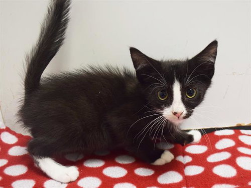 SYLVESTER, a cat for adoption from Sacramento County Animal Care and Regulation