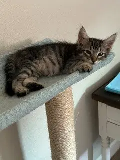 Echo - Domestic Short Hair
