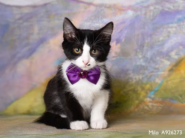 Milo - Domestic Medium Hair