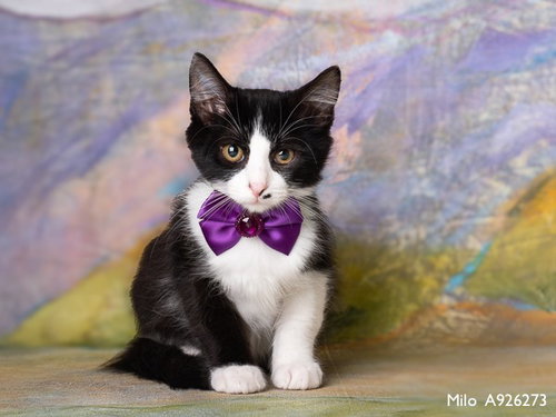 MILO, a cat for adoption from Sacramento County Animal Care and Regulation