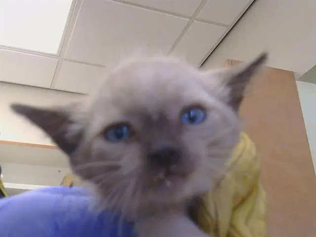 Pumpkin - Siamese