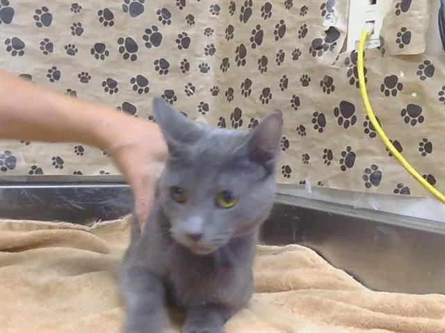 Austin - Domestic Short Hair
