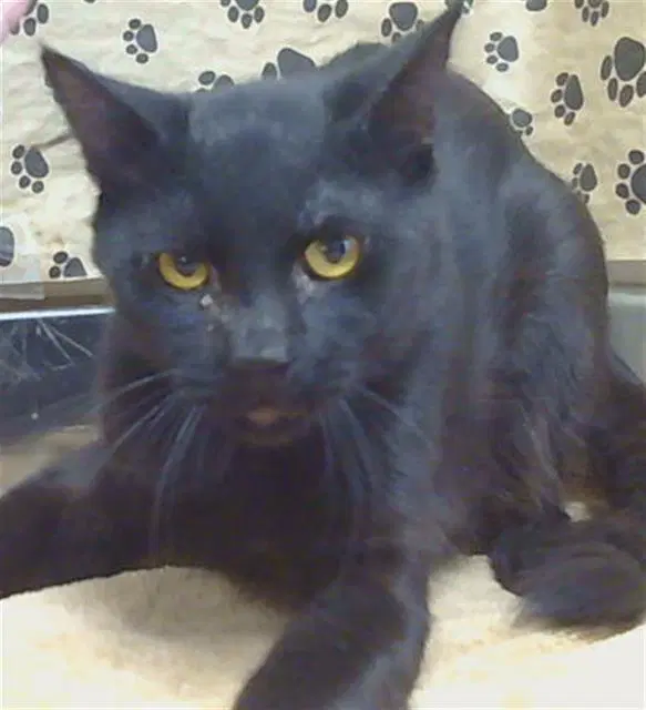 Denver - Domestic Short Hair