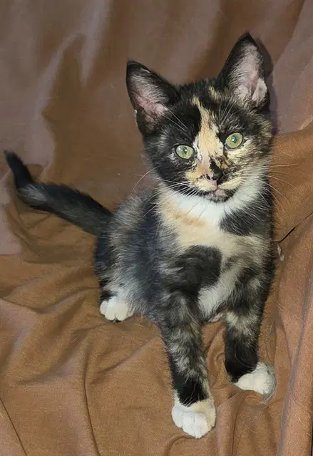 Pippin - Domestic Short Hair