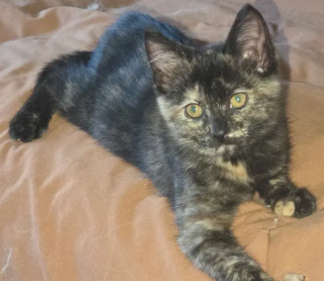 Lolly - Domestic Short Hair