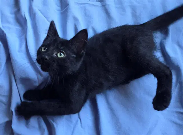 Jackson - Domestic Short Hair
