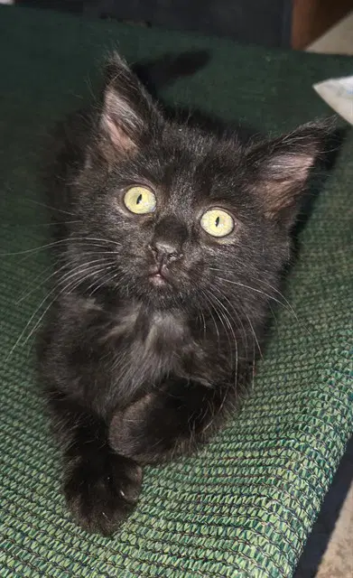 Harry - Domestic Medium Hair