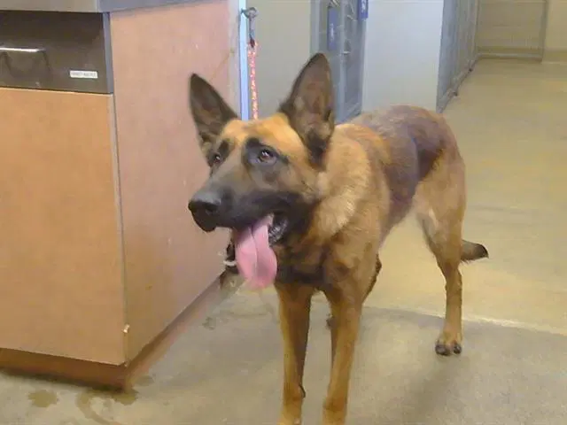 Julia - German Shepherd Dog