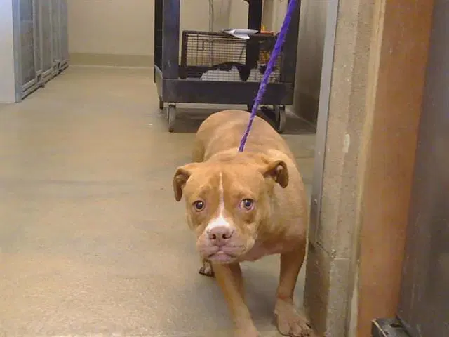 Chuckle - Pit Bull Terrier