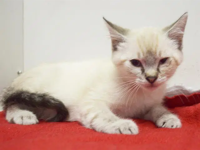 Song - Siamese