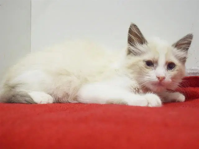 Mei - Ragdoll