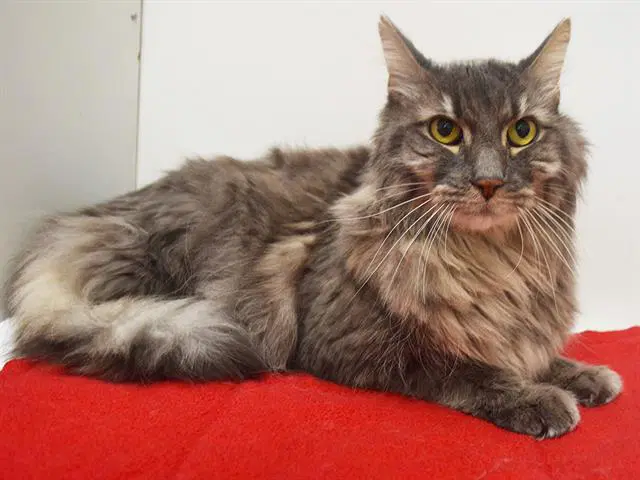 Unknown - Domestic Medium Hair