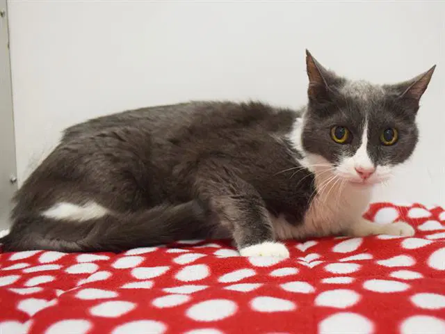 Unknown - Domestic Short Hair