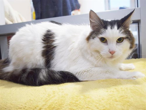 M.C., a cat for adoption from Sacramento County Animal Care and Regulation
