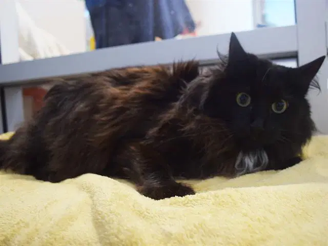 Rye-Rye - Maine Coon