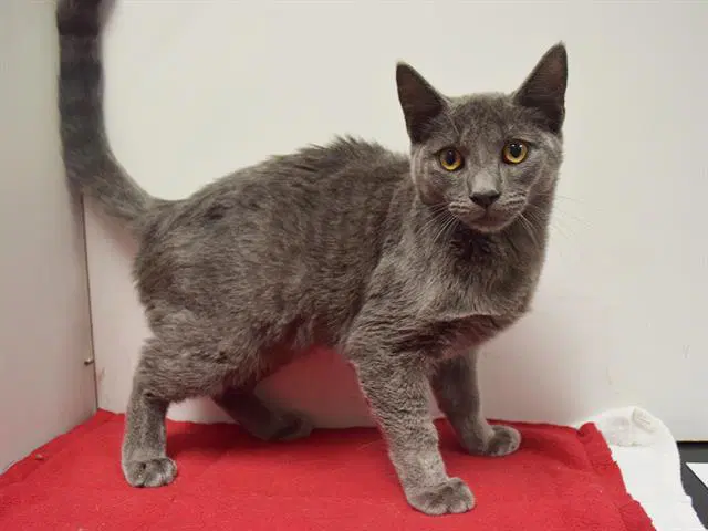 Unknown - Domestic Short Hair