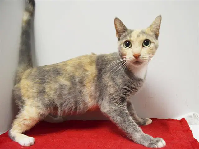 Unknown - Domestic Short Hair