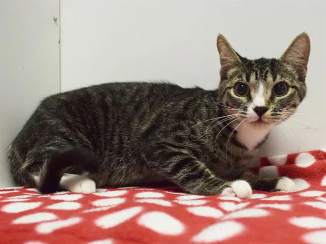 Unknown - Domestic Short Hair
