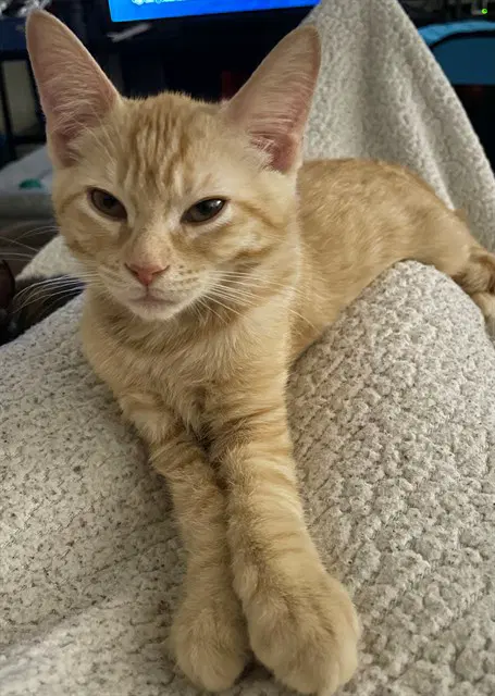 Unknown - Domestic Short Hair