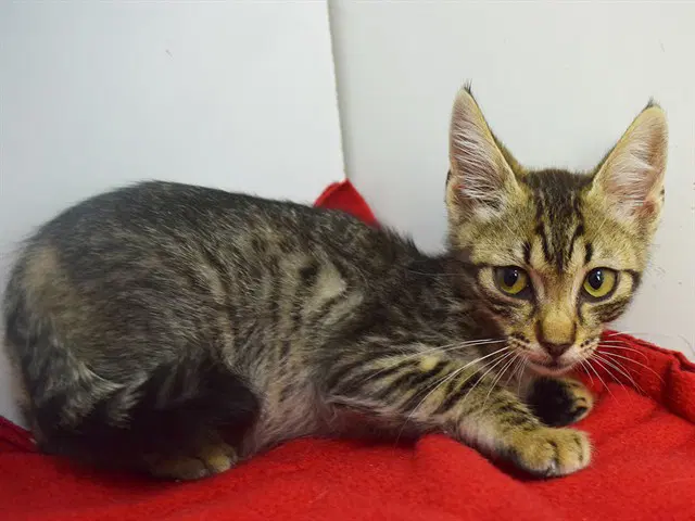Georges - Domestic Short Hair