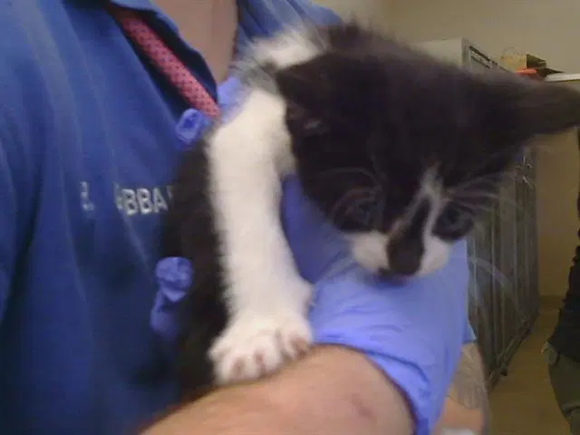 Unknown - Domestic Short Hair