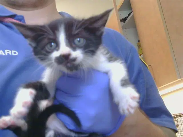 Unknown - Domestic Short Hair