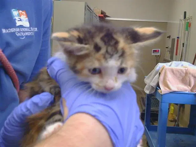 Unknown - Domestic Short Hair