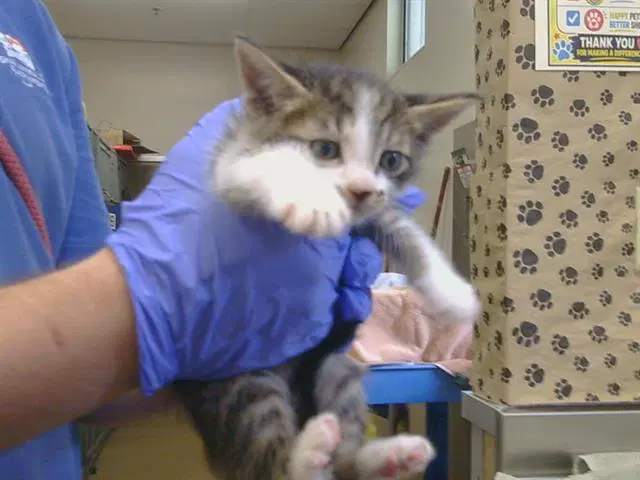 Unknown - Domestic Short Hair