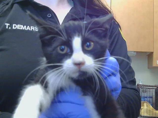 Unknown - Domestic Short Hair