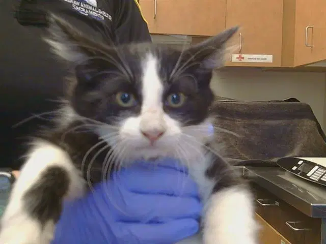 Unknown - Domestic Medium Hair