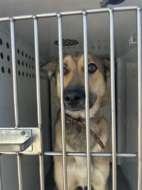 Unknown - German Shepherd Dog