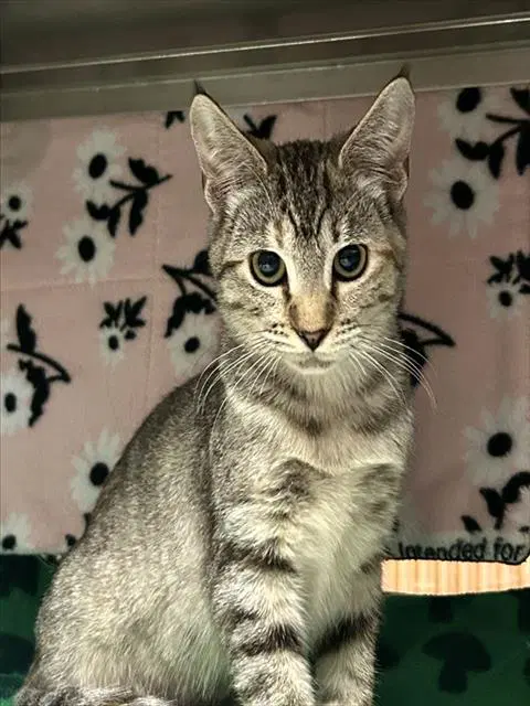 Macy - Domestic Short Hair