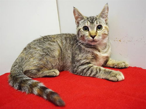 *MACY, a cat for adoption from Sacramento County Animal Care and Regulation