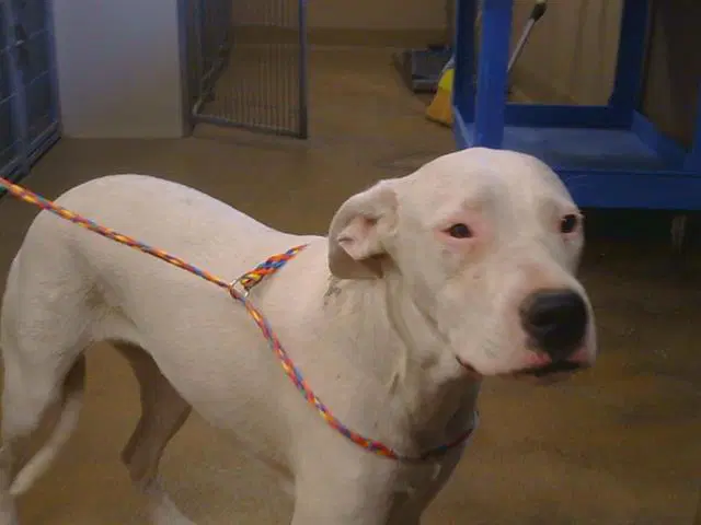 Rose Mcgowan - Pit Bull Terrier