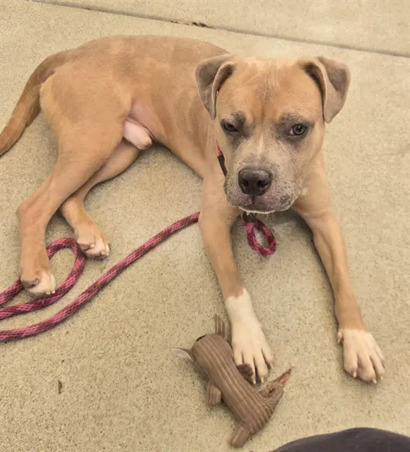 Roo - Pit Bull Terrier