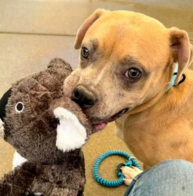 Roo - Pit Bull Terrier
