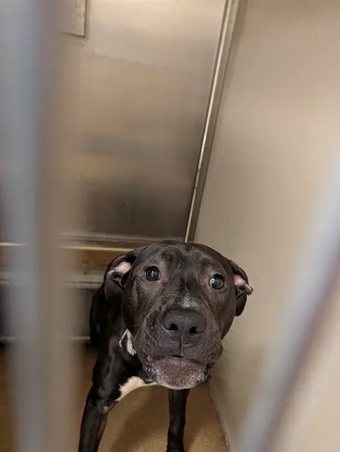 Skeet Ulrich - Pit Bull Terrier