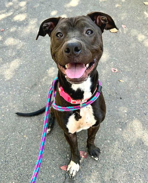 *SKEET ULRICH, a dog for adoption from Sacramento County Animal Care and Regulation
