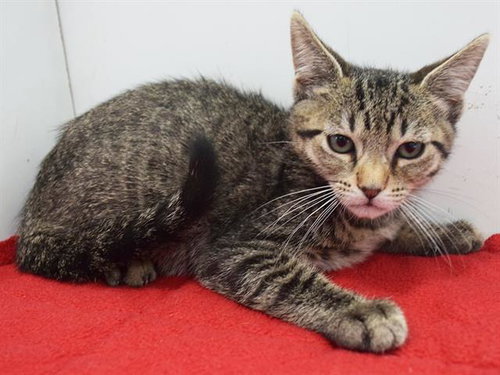 *BRAD, a cat for adoption from Sacramento County Animal Care and Regulation