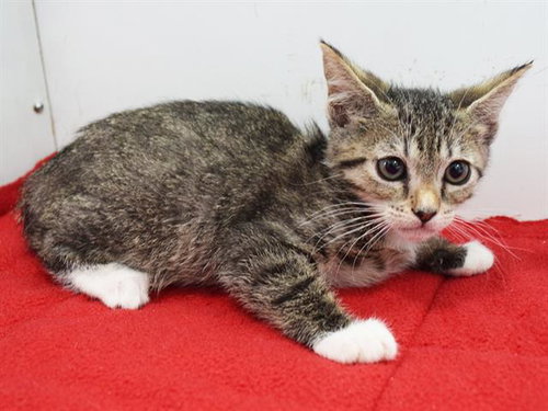 *CARRIE, a cat for adoption from Sacramento County Animal Care and Regulation