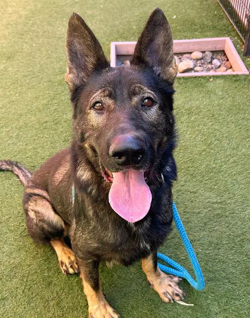 Aldo - German Shepherd Dog
