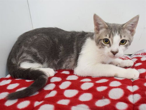 *BOLIVAR, a cat for adoption from Sacramento County Animal Care and Regulation