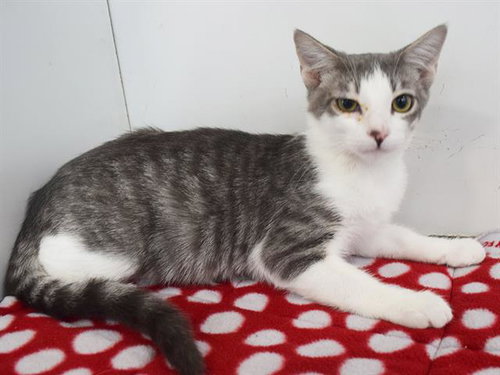 *BALBOA, a cat for adoption from Sacramento County Animal Care and Regulation